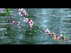 春雨