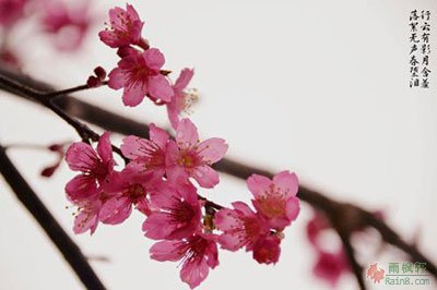 红雪飞来满芳径