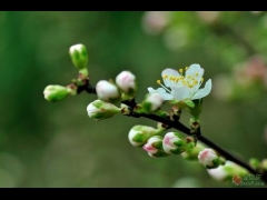 小桃红·赠朱阿娇