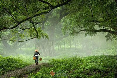 故乡的雨