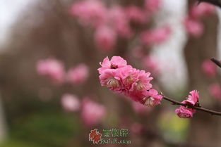 春去春来，花谢花开